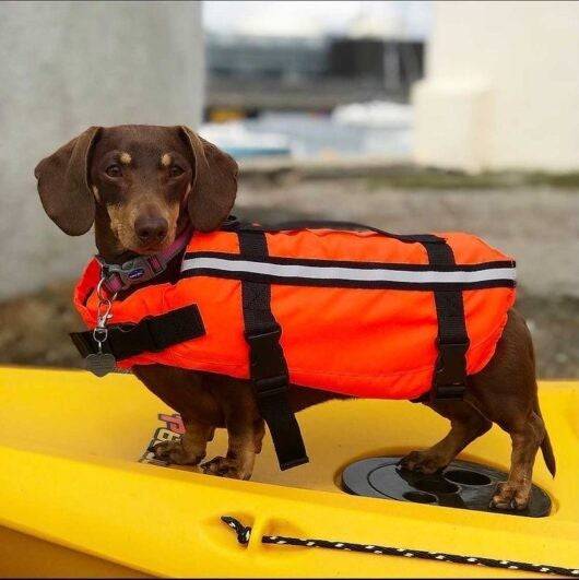 Typhoon Totland Dog Vest - Borderland Muff